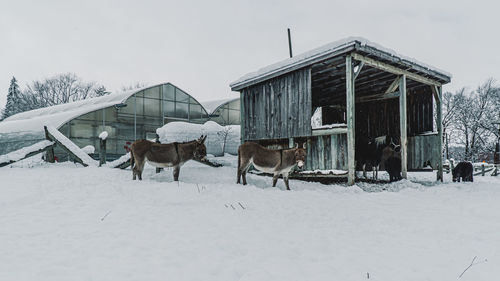 View of horses on snow covered field