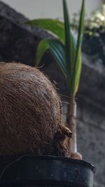 Close-up portrait of young woman with potted plant