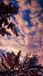 Low angle view of trees against sky at sunset