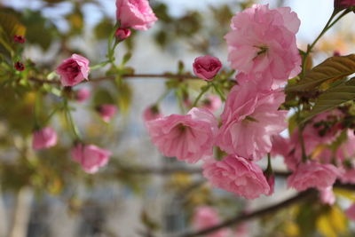 Close-up of pink flowers blooming on tree