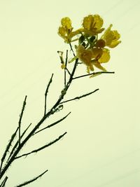 Close-up of yellow flowers against clear sky