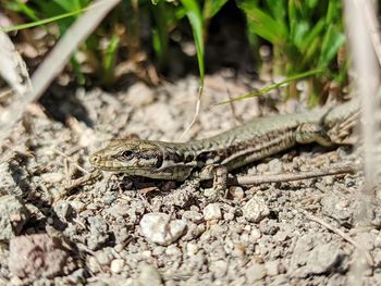 Close-up of lizard on land