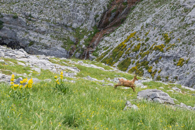 Mountain goat running through mountain filed with rocks, ordesa valley, spain