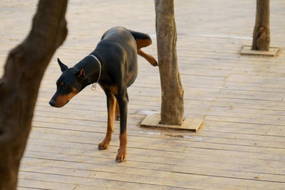 Dog on wood