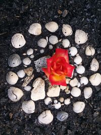 High angle view of rose roses on pebbles
