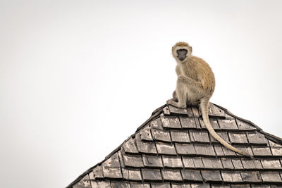 Low angle view of monkey sitting on roof against clear sky