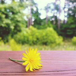 Close-up of yellow flower against blurred background