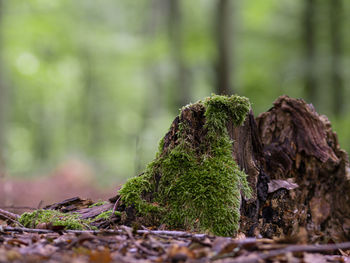 Close-up of moss growing on tree trunk