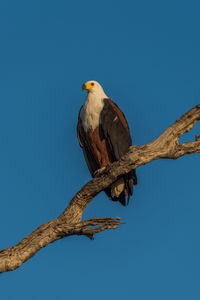 Low angle view of african fish eagle perching on tree against clear blue sky