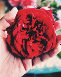 Close-up of hand holding red rose flower