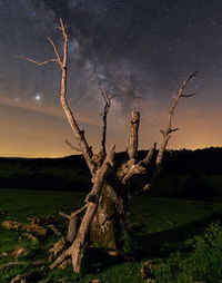 Dead tree on field against sky at night