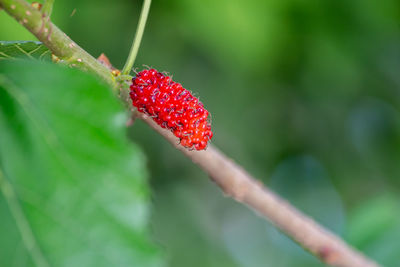 Close-up of mulberry on plant