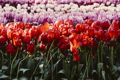 Close-up of red tulips blooming on field