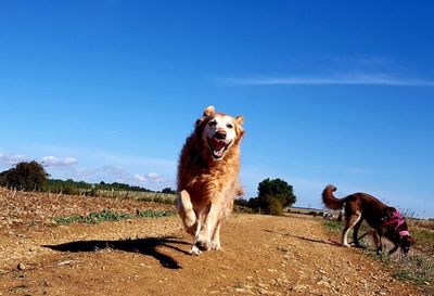 Dog standing on field against sky