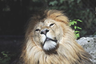 Close-up of a lion