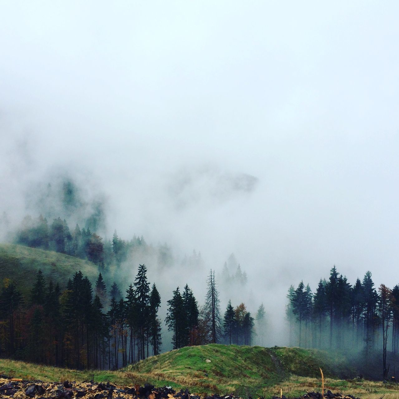 fog, foggy, tree, weather, tranquil scene, tranquility, beauty in nature, scenics, landscape, sky, nature, grass, field, mist, growth, non-urban scene, overcast, day, idyllic, outdoors