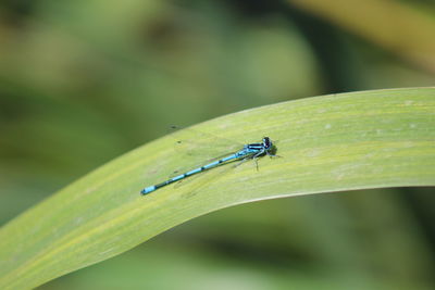 Close-up of damselfly on leaf