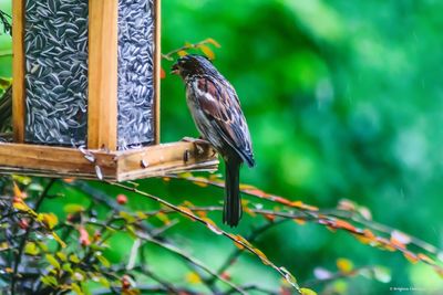 Close-up of bird perching on feeder