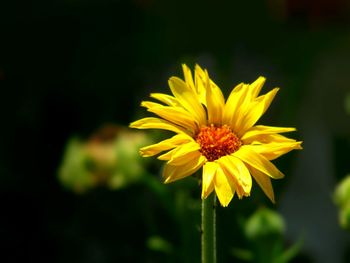 Close-up of yellow flower blooming outdoors