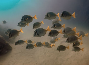 Yellowtail surgeonfish 