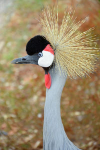 Close-up portrait of a bird