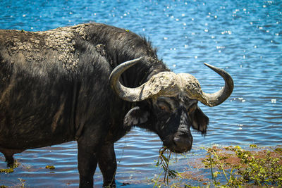 Water buffalo standing on lakeshore