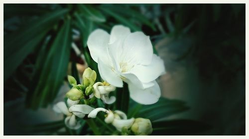 Close-up of white flower