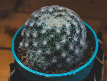 Close-up of succulent plant in pot