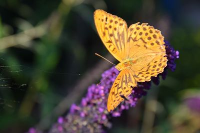 Close-up of butterfly pollinating on flower