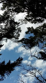 Low angle view of silhouette trees against sky