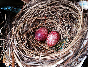 High angle view of eggs in nest