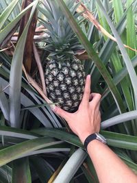 Cropped image of hand holding fruit