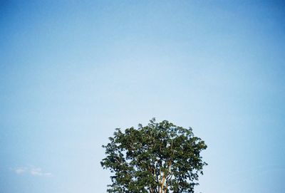 Low angle view of tree against clear blue sky