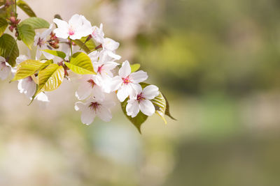 Close-up of white flowers