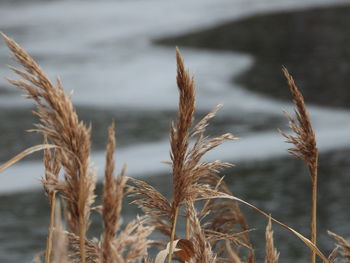 Close-up of stalks in field