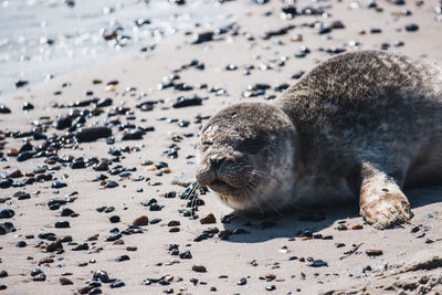 Seal on beach