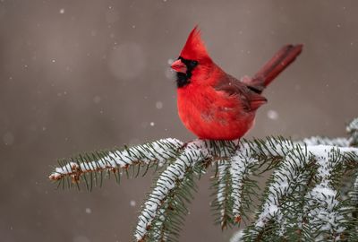 Northern cardinal on tree branch with snow during winter