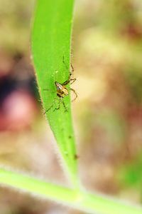 Close-up of insect on leaf