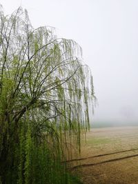 Plants growing on field against sky