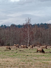 Sheep on field against sky