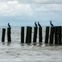 Seagulls perching on wooden post