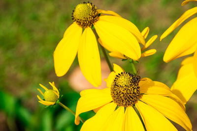 Close-up of yellow flowering plant