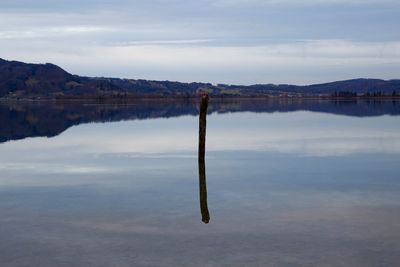 Reflection of trees in calm lake