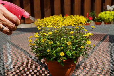 Person holding flower pot on plant