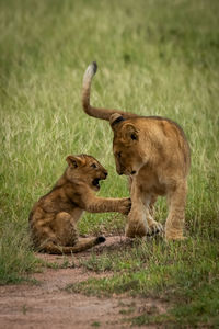 Lion cub sits slapping another walking past
