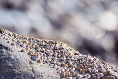 Group of barnacle shells closeup view on a rock