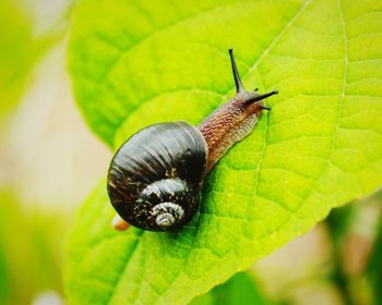 Close-up of snail on leaf