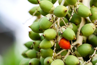 Close-up of berries growing on tree