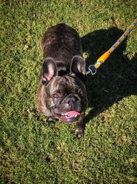 Portrait of a dog on field with smile french bulldog
