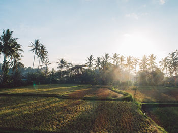 Scenic view of trees on rice field against sky